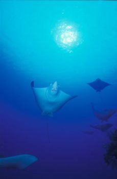  Eagle Ray Highway / Nikon N90 20mm. Photo taken in the T... by David Gallardo 